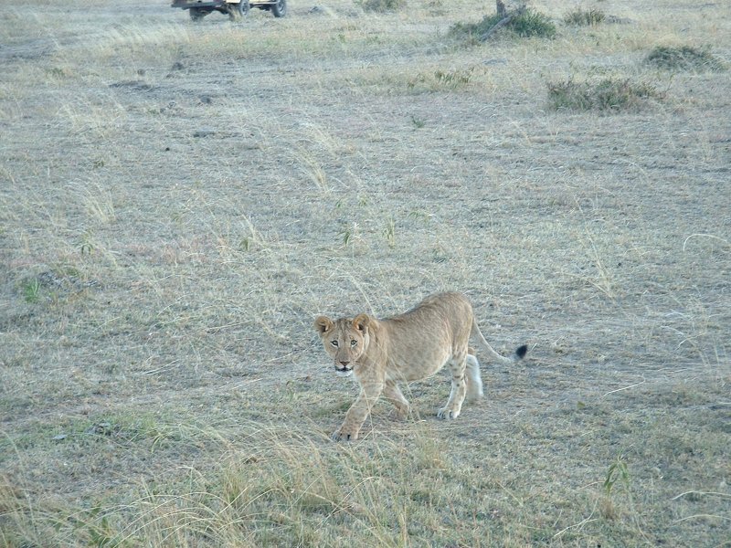 gal/Honeymoon/Masai Mara/DSCF0148.JPG